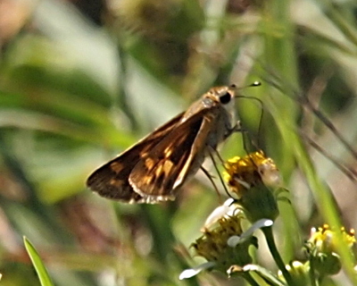 [The butterfly is perched on a flower with its long dark tongue extended from its mouth the center of the flower. Because of the lighting, this whirlabout appears to be the reverse coloring of the prior one--wings are brown and spots are light tan.]